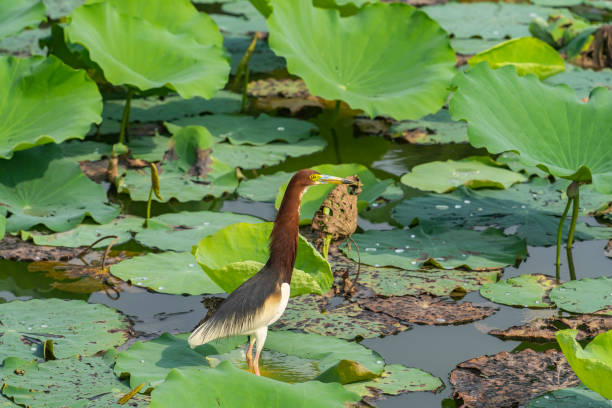 istock pond heron (Ardeola bacchus) on lotus leaves in pond 2189218437