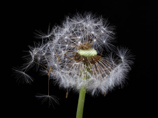 istock white fluffy dandelion in water drops isolated on black. 2189218707