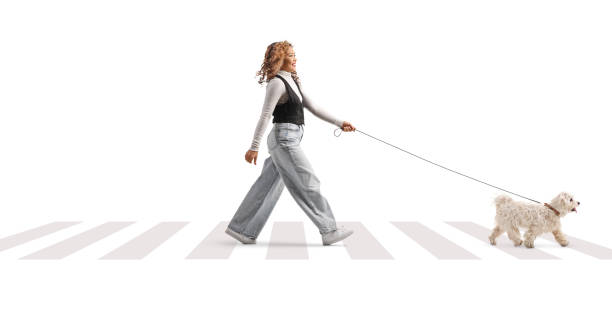 istock Asian woman walking a dog on pedestrian zebra 2189219236