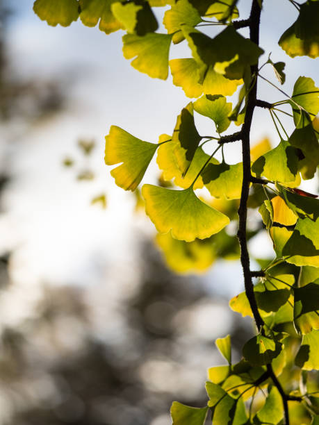 istock ginkgo leaves in the forest 2189219525