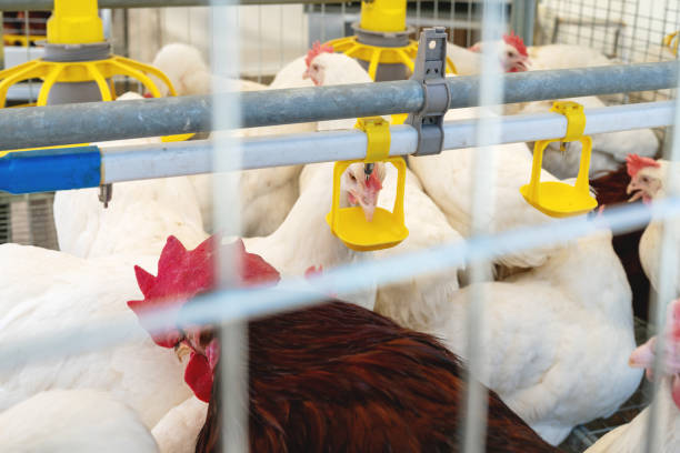 istock Drinking water dispenser at poultry farm. 2189221655