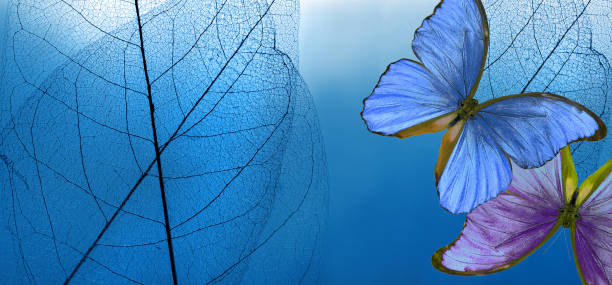 istock Bright tropical morpho butterflies and tropical skeletonized leaves, natural background in blue tones. 2189223001