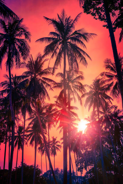 istock Silhouette coconut palm trees on beach at sunset. Vintage tone. 2189224309