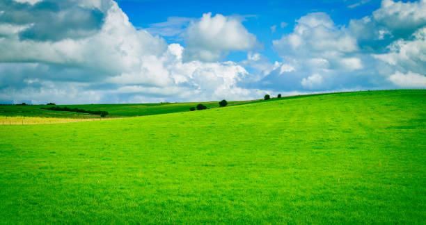 Green field and blue sky with cloud background