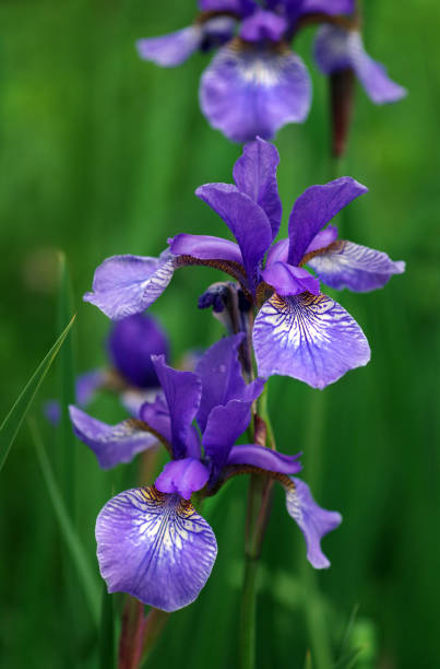 istock bright purple irises blooming in the garden. selective focus 2189225420