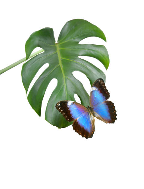 Macro photography of a butterfly in a botanic garden in France
