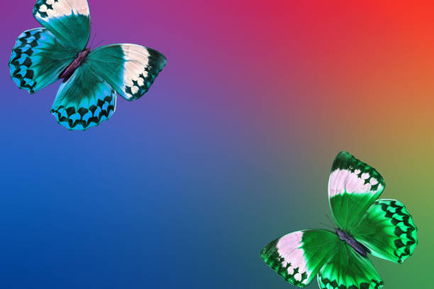 istock colorful tropical morpho butterflies on blurry rainbow colors. 2189225927
