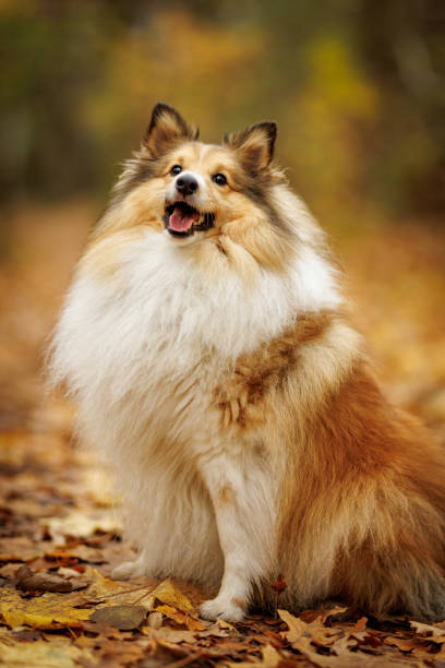 istock Shetland Sheepdog in autumn forest. 2189226685