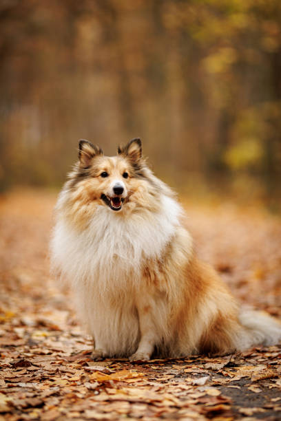 istock Fluffy Shetland Sheepdog on the path in autumn park 2189226697