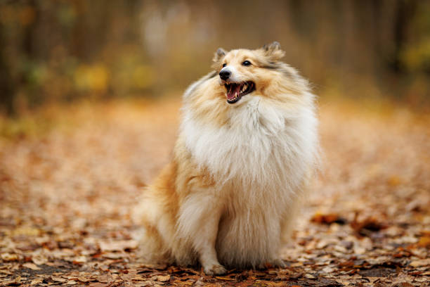 istock Fluffy Shetland Sheepdog on the path in autumn park 2189226701