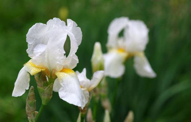 bright white irises in the garden.