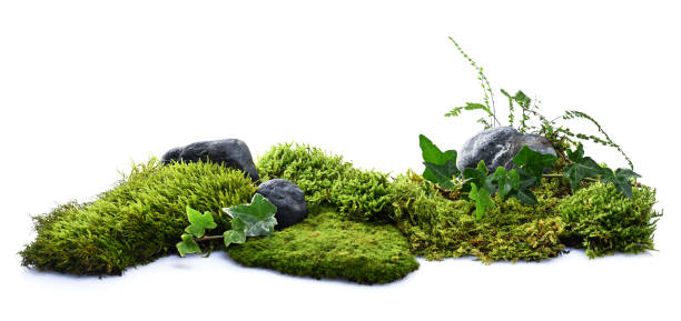istock Nature background of stones, moss and leaves 2189228317