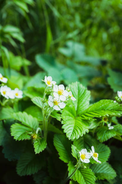 istock Blooming strawberry plant in the garden 2189228805
