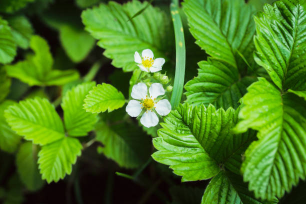 istock Blooming strawberry plant in the garden 2189228808