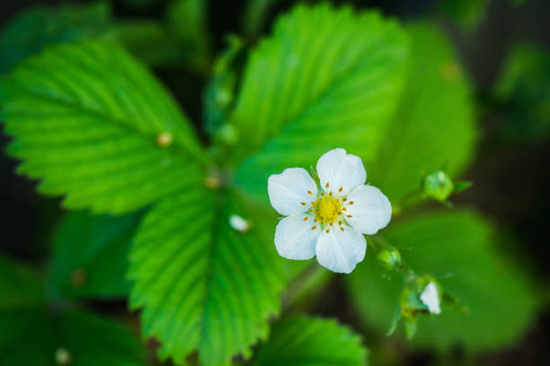 Blooming strawberry plant in the garden. Selective focus.