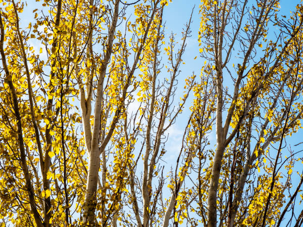 branches of pyramidal poplar with yellow leaves and blue sky in background on sunny autumn day