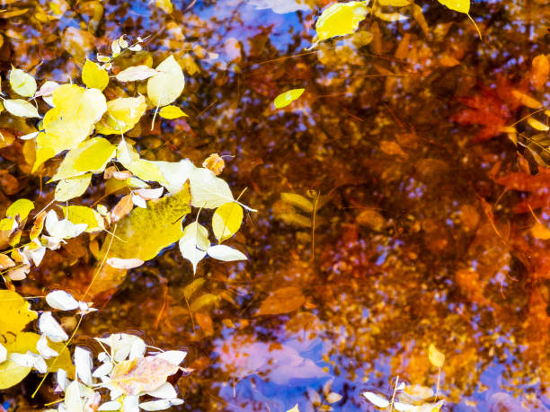 istock surface of of pond with floating fallen leaves 2189229450