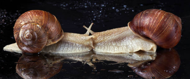 istock two grape snails kiss. a couple of snails 2189229523