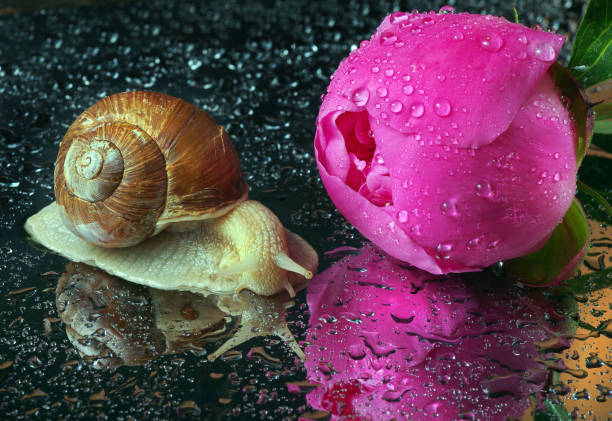grape snail near peony flower after rain.