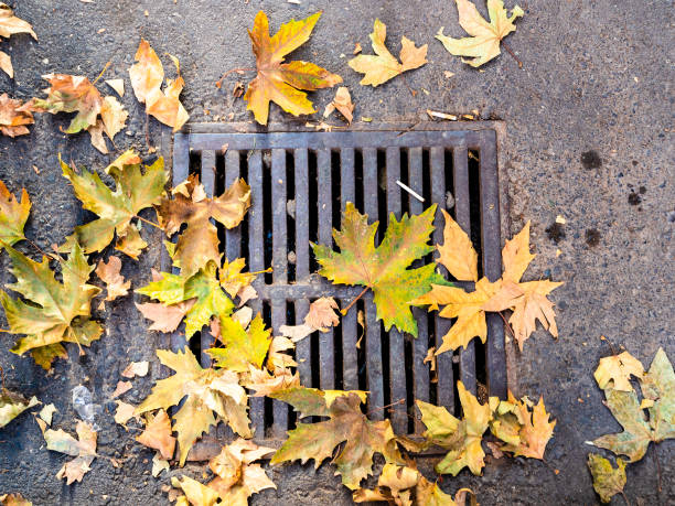 istock fallen leaves of sycamore tree on drainage grate 2189229565
