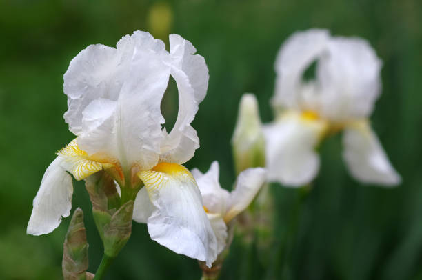 istock bright white irises in the garden. 2189229889