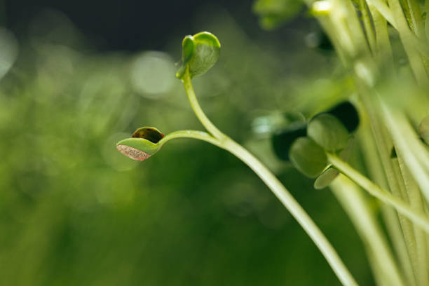 Young green sprouts of micro green