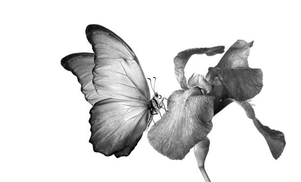 istock tropical morpho butterfly on iris flower in water drops isolated on white 2189230316