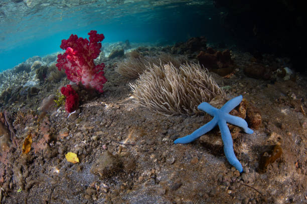 A blue sea star, anemone, and soft coral are found on a reef in Lembeh Strait, Indonesia. This area, in North Sulawesi, harbors extraordinary marine biodiversity and is a popular diving destination.