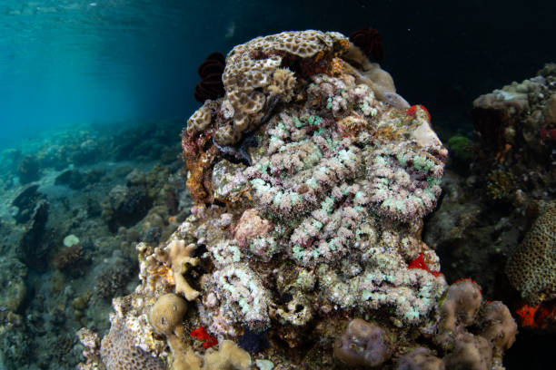 istock Colorful Corallimorphs on a Reef in Lembeh Strait 2189230500