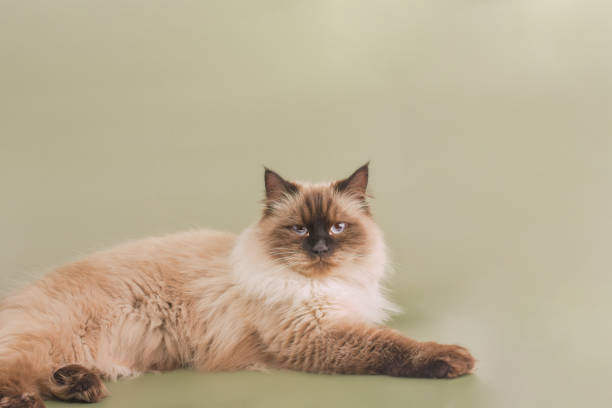 istock Neva Masquerade cat on a green background. 2189231119