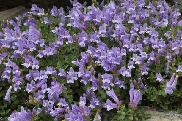 istock Big clump of Davidson's Penstemon (penstemon davidsonii) 2189231477