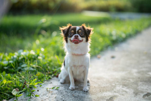 Chihuahua dog on the grass