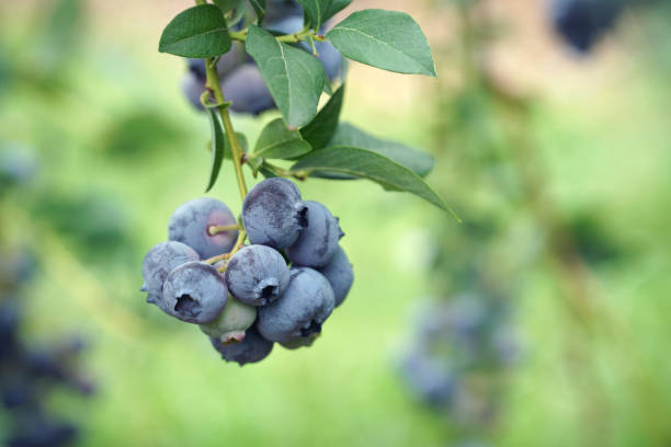 istock close up on fresh blueberry on the tree 2189233278