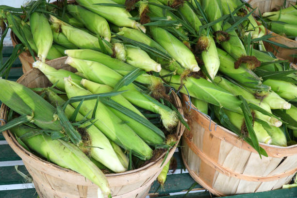 istock corn harvest in the basket in the farm 2189233289