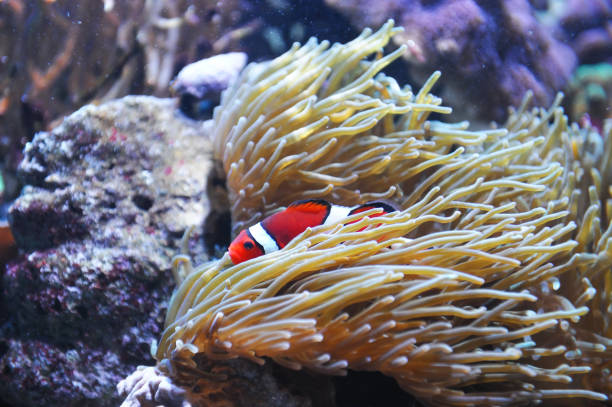 red clown fish in the coral reef