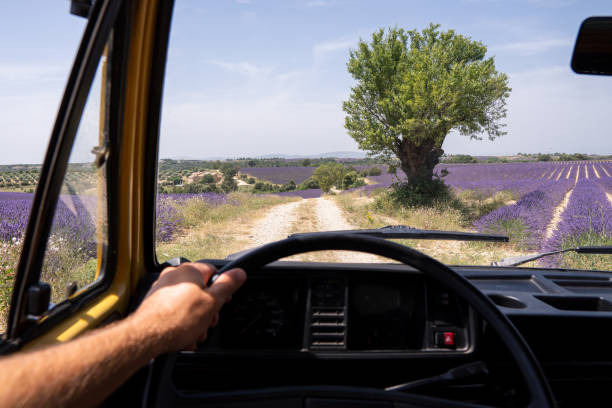 Driver seat view over Valensole lavender fields in Provence, France