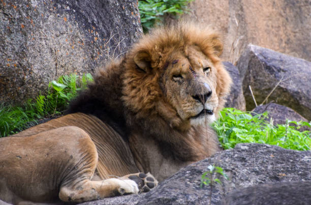 istock Male African lion 2189235163