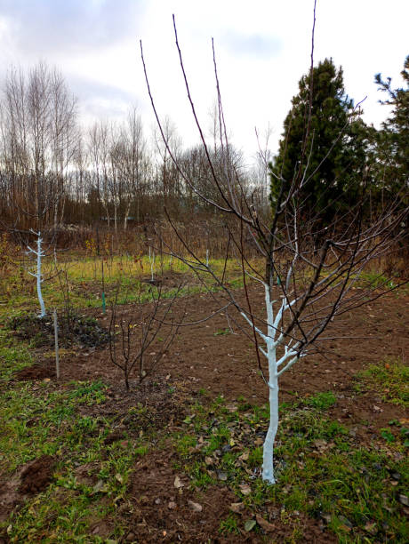 istock Apple trees with whitewashed trunks against the background of cedars and other trees 2189237100