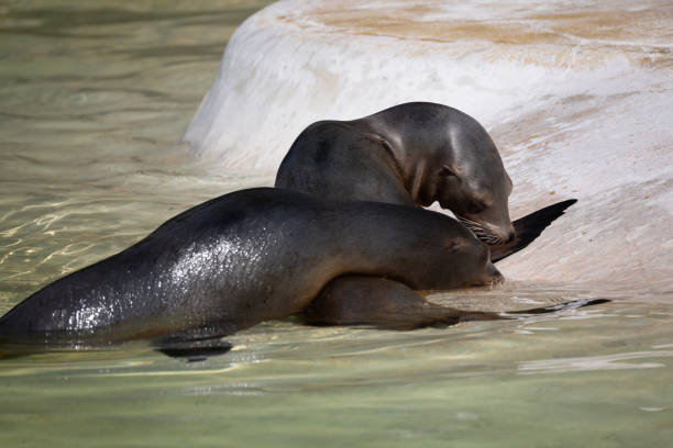 fur seal on the shore, selective focus. a cute waterfowl animal with smooth shiny wet fur rests on a stone
