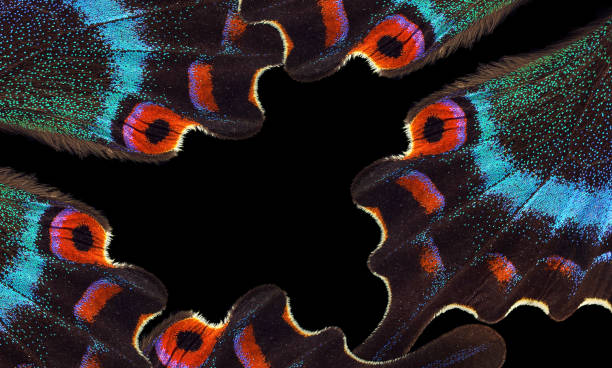 istock abstract pattern of tropical butterfly wings. 2189237220