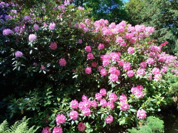 istock blooming azaleas and rhododendrons in a Japanese garden 2189237576