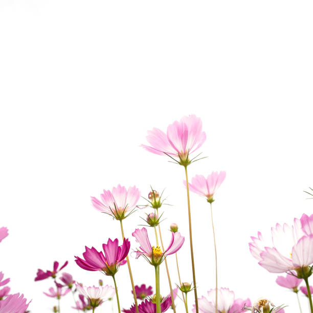 istock Delicate pink cosmos flower with on isolated background 2189237829