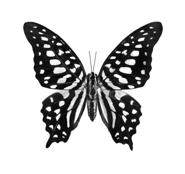 istock Bright tropical spotted butterfly black and white isolated on white. Graphium agamemnon butterfly 2189237846