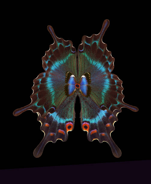 istock abstract pattern of tropical butterfly wings on black 2189238621