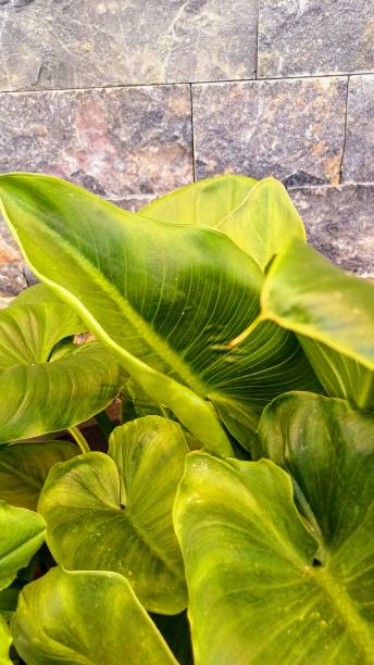 istock Green plant in decorative pot. Garden. 2189238906