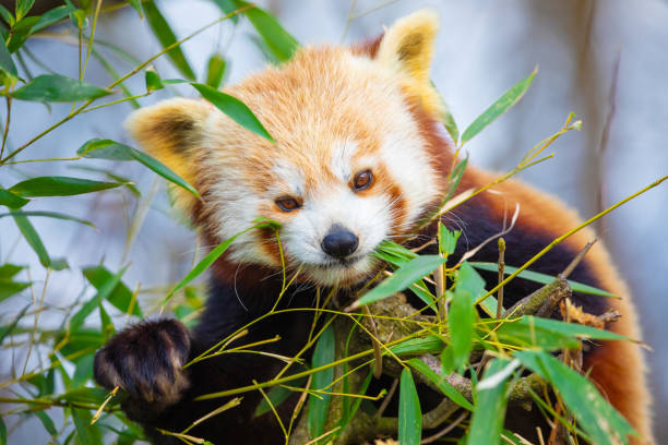 istock red panda Ailurus fulgens, lesser panda, is a small mammal 2189239629