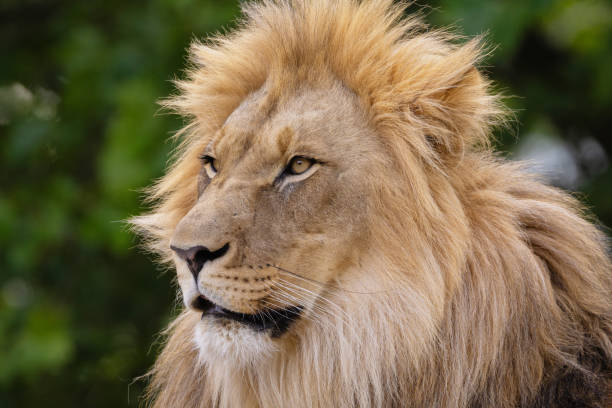 istock close-up image of a lion's head. expression is calm and majestic 2189239894