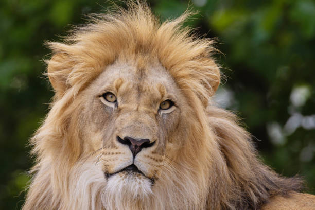istock close-up image of a lion's head. expression is calm and majestic 2189239897