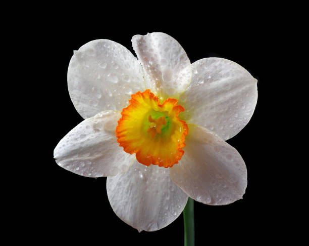 istock Narcissus flower in water drops isolated on black 2189239970