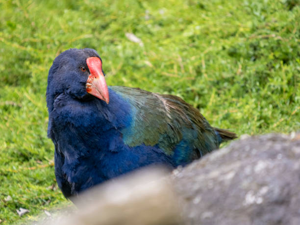 Takahe Bird, Flightless bird indigenous to New Zealand